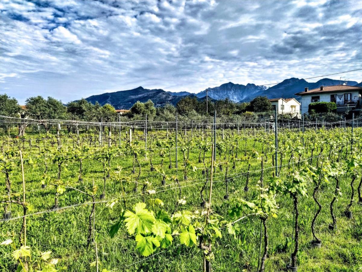 Agriturismo La Vite Maritata 피에트라산타 외부 사진